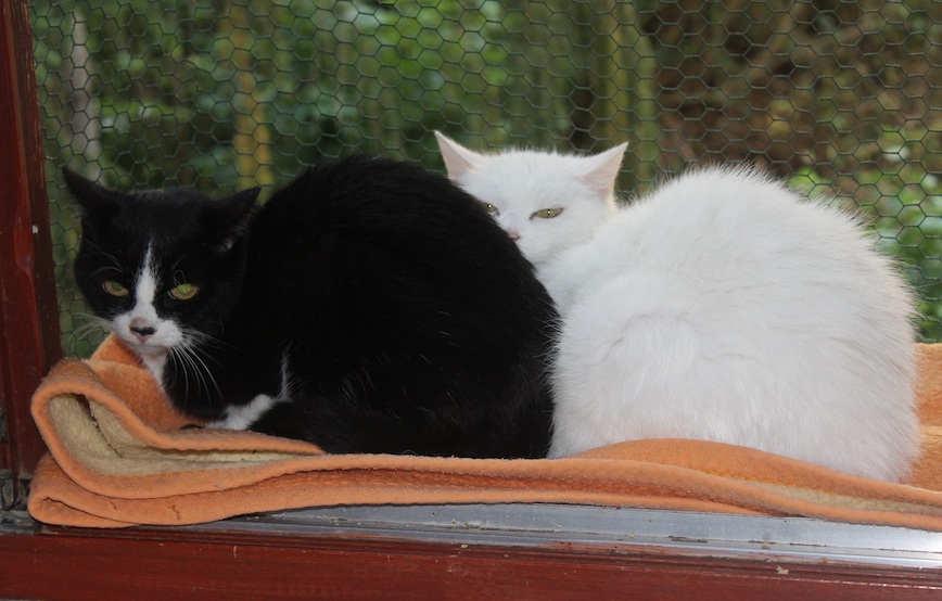Katzen Charly Sunny sitzen am fenster