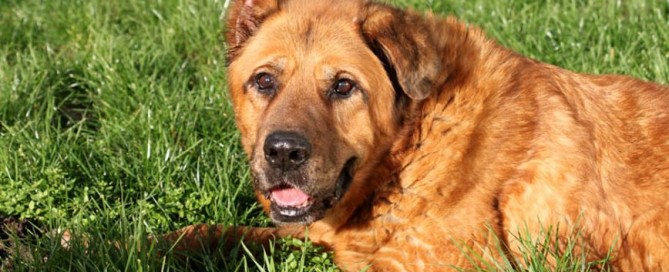 Leobär genießt die Sonne