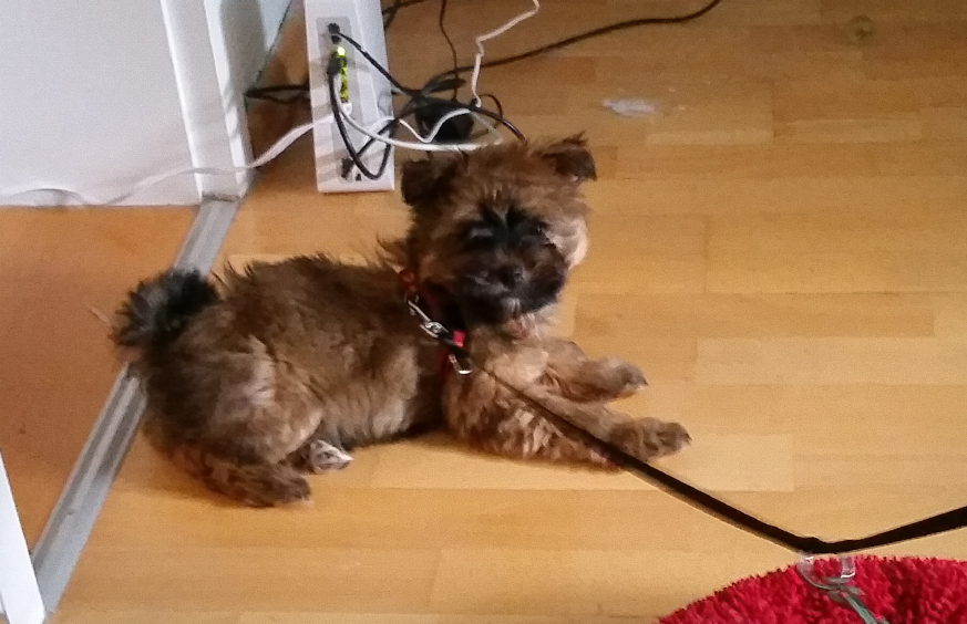 beitragsbild floffi 2.woche