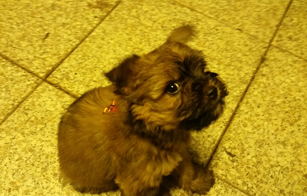 beitragsbild floffis hundetagebuch tag2