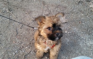 beitragsbild floffis hundetagebuch tag3neu