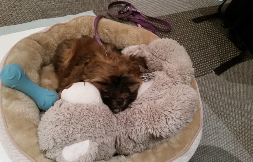 beitragsbild floffis hundetagebuch tag5