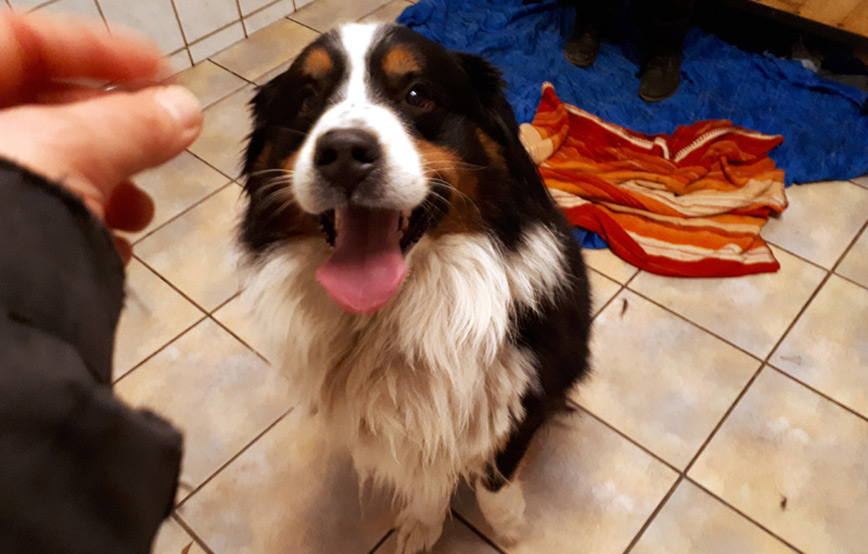 Hund Charly trauriges