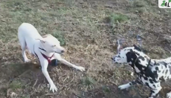 jagdhund mischling piper und dalmatiner anton spielen im tierheim