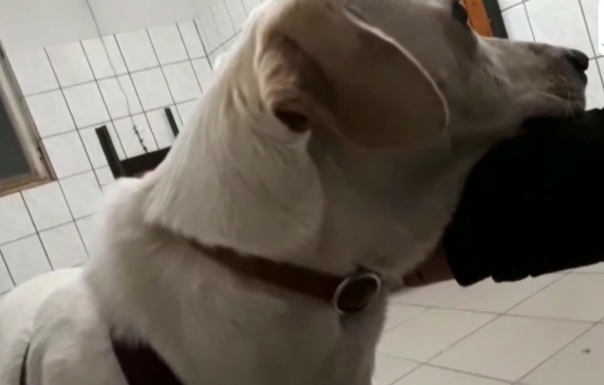 angsthund körpersprache piper tagebuch tag8