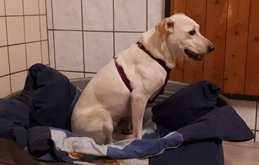 Angsthund sozialisieren