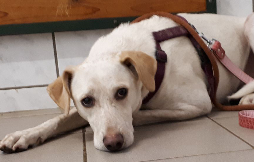 Angsthund piper hundegeschichte