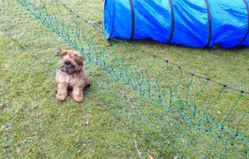 beitragsbild floffi welpenschule woche6