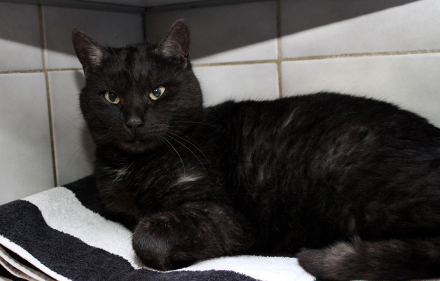 hermann kater rückläufer