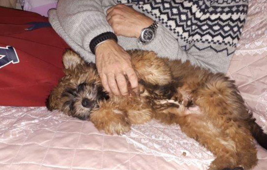 beitragsbild floffi 1.monat schmusen