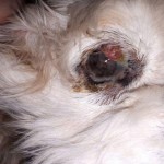 omi julia augen entzündet