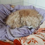 omi julia augen körbchen