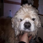 omi julia augen operation