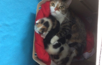 5 babyktzen beitragsbild