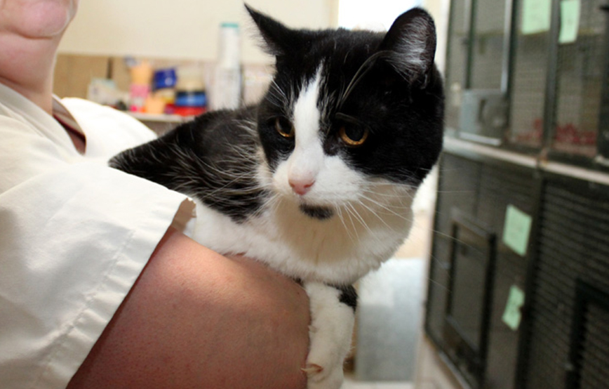 katze sternchen alt abgeschoben