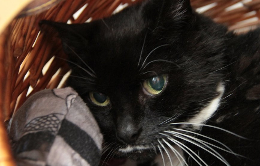 schnucki katzer suche