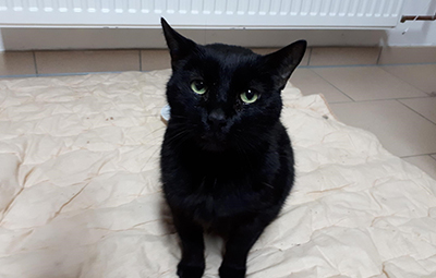 bobby fiv gestorben bett beitragsbild