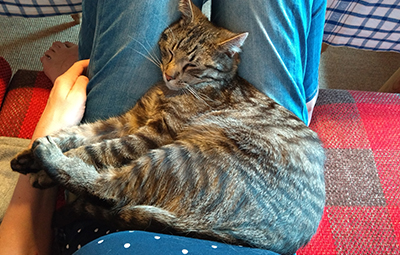 dennis glücklich vermittelt beitragsbild