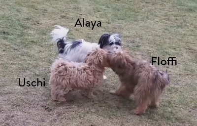 floffi welpenschule monat 2,5 beitragsbild