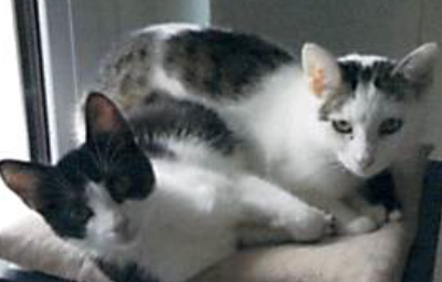 hilde und merle beitragsbild