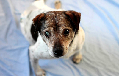 mischu verstorben beitragsbild