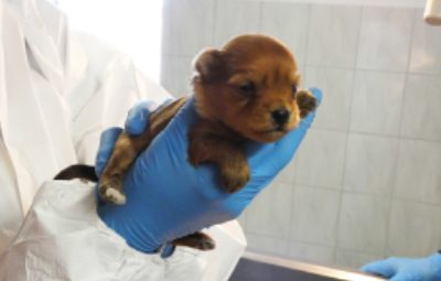 welpen impfen kommt ins haus beitragsbild