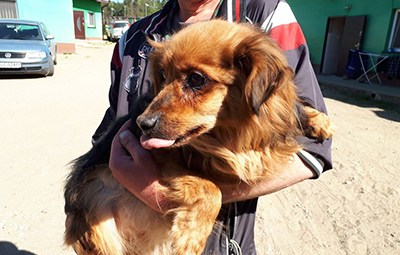 4 hunde polen beitragsbild