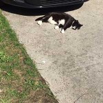 frühjahrsputz kojak chillt in sonne