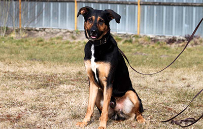 Max2 collie schäferhund mix