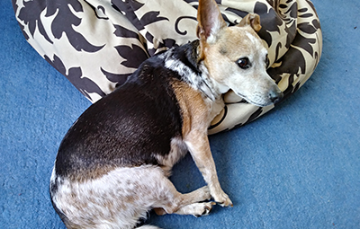 dais -pflegestelle wiese beitragsbild