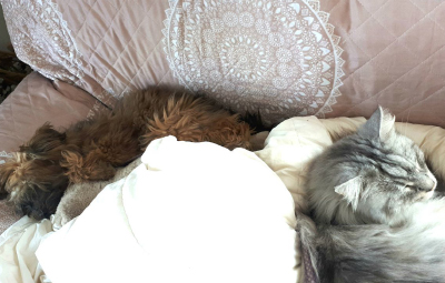 floffis hundetagebuch 5 monat beitragsbild