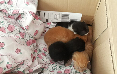 katzenbabys mutter ueberfahren gerettet beitragsbild