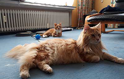 willy zuhause gefunden teppich-beitragsbild