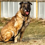 Canny Malinois1