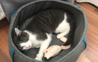 emmy korb beitragsbild