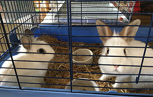 kaninchen ausgesetzt beitragsbild