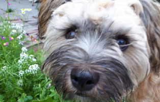 floffi friseurbesuch tisch wiese