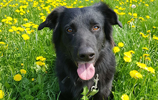 hund howawart mischlling zeus therapie