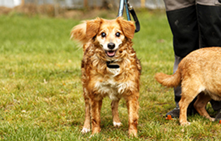 hund toffee larynxkollaps operation beitragsbild