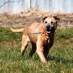 patentier chewbaka tierparadies oberdinger moos leine