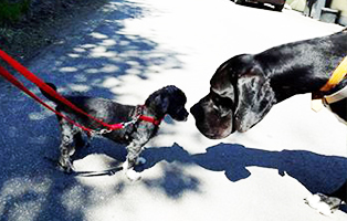 shih tzu mix zausel david goliath