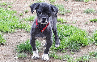 shih tzu mix zausel frisch frisiert