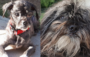 shih tzu mix zausel vorher nachher bild das fell rasiert
