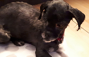 shih tzu mix zausel tagebuch hitze