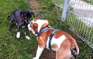 shih tzu mix zausel tagebuch schlotti beitragsbild