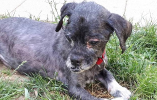 shih tzu mix zausel tagebuch tag2