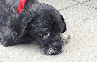 shih tzu mix zausel ruht sich auf dem Boden aus