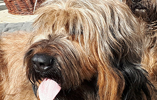 shih tzu mix zausel tagebuch woche4