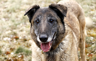 Canny6 Malinois beitragsbild