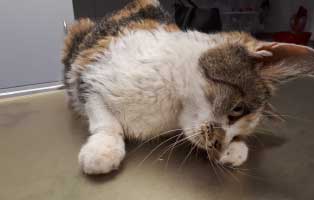 katze angeschlagen futterplatz neurologisch